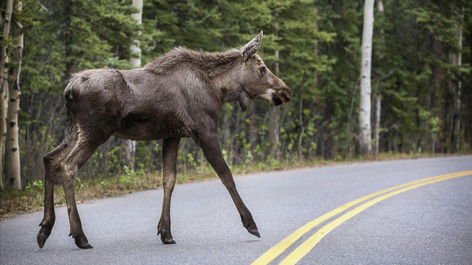 A small moose walks near the Denali Bus Depot on May 25, 2019.